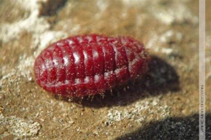Are Red Skittles Made Out Of Bugs