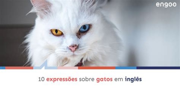 Como Se Fala Gato Em InglÃªs