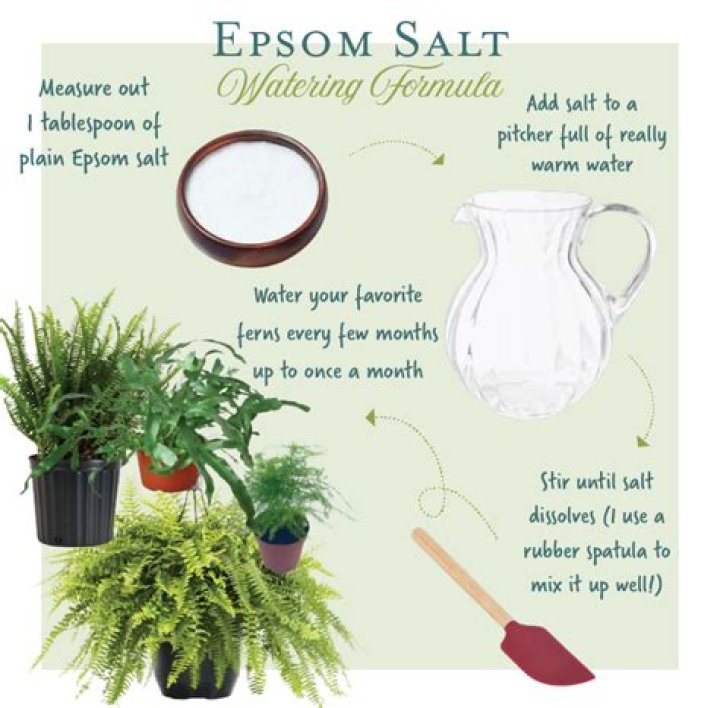 Epsom Salt For Ferns - How To Discuss