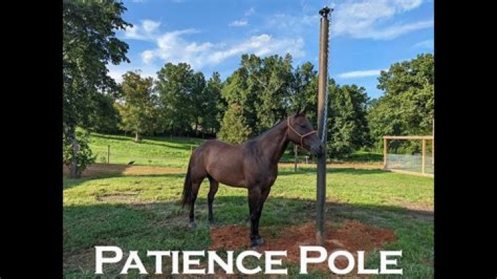 Patience Pole For Horses - How To Discuss